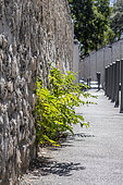 Ailanthus glandulus (Ailanthus altissima) shooting through a wall on a sidewalk