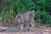 Iberian Lynx or Spanish Lynx or Lynx pardelle (Lynx pardinus), walking, private property, Province of Castilla-La Mancha, Spain, Europe