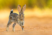 European rabbit (Oryctolagus cuniculus) or coney (Oryctolagus cuniculus), private property, Province of Castilla-La Mancha, Spain, Europe