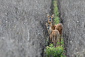 Roe deer (Capreolus capreolus) standing in a bean crop, England