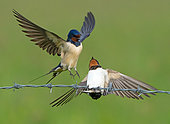 Swallow (Hirundo rustica) Male trying to mate with female, England