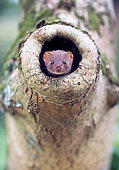 Weasel (Mustela nivalis) inside a tree, England