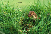Weasel (Mustela nivalis) amongst grass, England