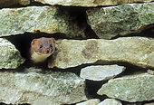 Weasel (Mustela nivalis) amongst stones, England