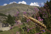 Side view of caterpillar of bedstraw hawk-moth or galium sphinx (Hyles gallii) in habitat, Valle d’Aosta, Italy