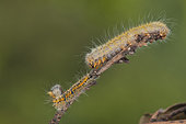 Caterpillar of the Grass Eggar (Lasiocampa trifolii) after moulting, Liguria, Italy