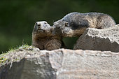 A pair of Alpine Marmot (Marmota marmota) playing under the sun, Austria