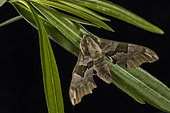 The lime hawk moth (Mimas tiliae) perched on a leaves of Nerium oleander, Liguria, Italy