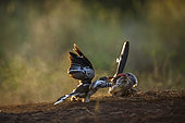 Two Southern Red billed Hornbill (Tockus rufirostris) fighting in ground level at dawn in Kruger National park, South Africa