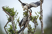 Two Southern Red billed Hornbill (Tockus rufirostris) fighting on a shrub in Kruger National park, South Africa