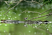 Common Sandpiper (Actitis hypoleucos) on the banks of the Loire in the Cosne-sur-Loire region, Loire Valley, France