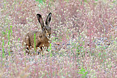 European hare (Lepus europaeus) in a field of flowers on an island in the Loire, Charité-sur-LOire region, Loire Valley, France