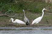 Great Egret (Ardea alba) and Grey Heron (Ardea cinerea) at a fishing spot in the Loire, Pouilly-sur-Loire region, Loire Valley, France