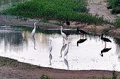Black storks (Ciconia nigra) and great egrets (Ardea alba) in a branch of the Loire, near Cosne-sur-Loire, Loire Valley, France