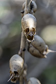 Snapdragon (Antirrhinum majus), dry capsule fruits resembling gloomy skulls