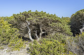 Mediterranean juniper (Juniperus phoenicea subsp. turbinata) shaped by the wind, Gaou island, Embiez archipelago, Six-Fours-les-Plages, Var, France