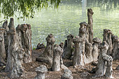 Swamp Cypress (Taxodium distichum) breath roots cluster