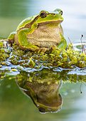 European tree frog (Hyla arborea), sits on moss at the water, water reflection, Berchtesgadener Land, Bavaria, Germany, Europe