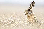 European hare (Lepus europaeus) sits attentively in the field, Burgenland, Austria, Europe