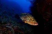 Dusky grouper (Epinephelus marginatus), Medes Islands, Spain