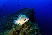 Dusky grouper (Epinephelus Marginatus) above bottom, Medes Islands, Spain