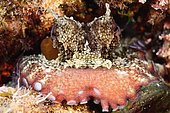 Common Octopus (Otopus vulgaris), Tossa de Mar, Mar menuda, Spain