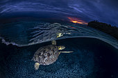 Green turtle (Chelonia mydas) at blue hour on N'gouja beach, Mayotte