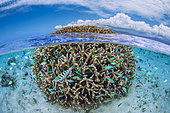 Coral ball sheltering a multitude of damselfish on the shore of the S-shaped pass. Mayotte