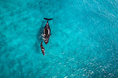 Rorqual à bosse (Megaptera novaeangliae) et son baleineau dans les eaux bleu turquoise du lagon de Mayotte.