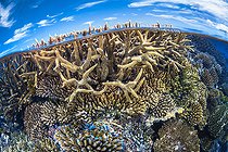 A half-air, half-water view of the coral spats of Mayotte's famous southern lagoon pools.