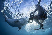 Plongeur et Requin tigre (Galeocerdo cuvier) femelle sous la surface, Mayotte