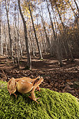 The common frog (Rana temporaria) resting on moss in autumn beechwood habitat, Emilia-Romagna , Italy