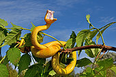 Eyelash viper (Bothriechis schlegelii) on a branch, South Mexico to North Peru