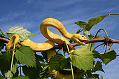 Eyelash viper (Bothriechis schlegelii) on a branch, South Mexico to North Peru