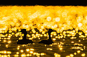 Black-necked Grebe (Podiceps nigricollis) against the light on a pond, Sologne, Loir et Cher, Centre-Val de Loire, France