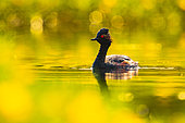 Black-necked Grebe (Podiceps nigricollis), Sologne, Loir et Cher, Centre-Val de Loire, France