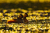 Black-necked Grebe (Podiceps nigricollis) pair at sunrise, Sologne, Loir et Cher, Centre-Val de Loire, France.