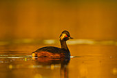 Black-necked Grebe (Podiceps nigricollis) with the orange light of sunset, Sologne, Loir et Cher, Centre-Val de Loire, France
