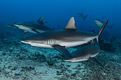 Groupe de Requins gris (Carcharhinus amblyrhynchos) nageant proches du fond, Tahiti, Polynésie Française