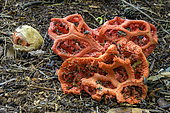 Clathrus ruber is a species of fungus in the family Phallaceae, and the type species of the genus Clathrus. It is commonly known as the latticed stinkhorn, the basket stinkhorn, or the red cage, is a species of mushroom in the genus Clathrus, in the Phallaceae family. It takes the form of a latticed lantern with polygonal, irregular, elongated, red-coral and then orange meshes. In the Middle Ages, it was also used by sorcerers and spellcasters. It is not lethal, but inedible and nauseating. France