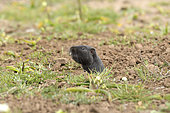 Coruro (Spalacopus cyanus), Octodontidae rodent endemic to Chile, individual emerging from its burrow, Los Molles, Valparaiso Region, Chile
