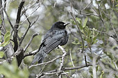 Austral Blackbird Carouge austral (Curaeus curaeus), Icteridae, adult individual, Reserva nacional Río de los Cipreses, Cordillera de los Andes, Region O'Higgins, Chile