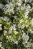 Mexican Orange, Choisya dewitteana 'White Dazzler', flowers
