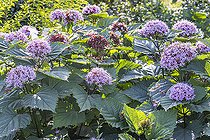 Rose Glory Bower, Clerodendrum bungei, flowers