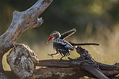 Southern Red billed Hornbill (Tockus rufirostris) flying on a log in Kruger National park, South Africa