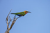 White fronted Bee eater (Merops bullockoides) isolated in blue sky in Kruger National park, South Africa