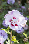 Double Pink Althea, Hibiscus syriacus 'Lady Stanley, flower