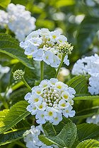 Schrub verbena, Lantana camara 'Nivea', flowers