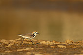 Kentish Plover (Charadrius alexandrinus) mâle, Golfe du Morbihan- Bretagne sud- département 56- France