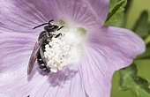 Male Mining bee (Lasioglossum costulatum) foraging in a mallow, Vosges du Nord Regional Nature Park, France